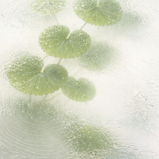Green Centella leaves on a foggy glass surface