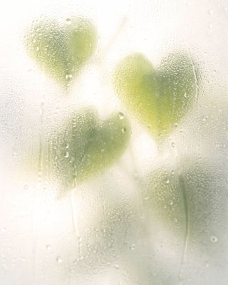 Hjärtblad (heartleaf)