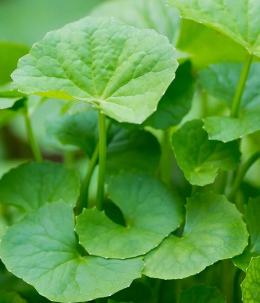 Everything you want to know about centella asiatica!